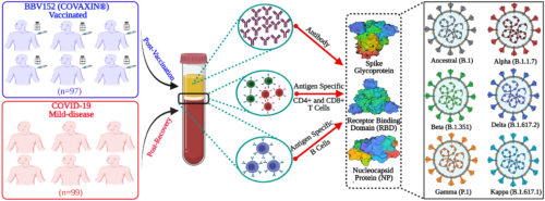 The study determined the immunological effectiveness and immune memory responses at least up to 6 months after immunization with indigenous COVID-19 vaccine “Covaxin”, and compared it with the recovery after natural infection. (Vikkurthi, R et.al., 2022. Nature Microbiology 7: 974-985).