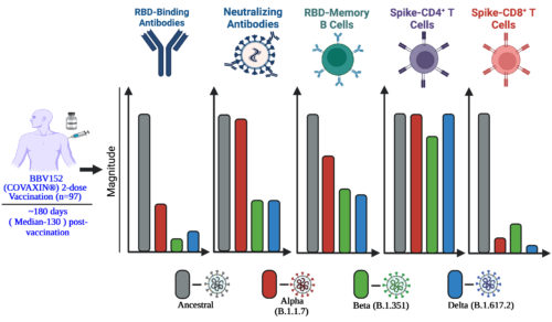 The study reported that COVID-19 vaccine “Covaxin” induced a robust immune memory against spike and nucleoprotein that was comparable with that following SARS-CoV-2 infection in the levels of antibodies, memory B cells and memory T cells, up to 6 months post vaccination. It also highlighted that the SARS-CoV-2 variants will impact the antibodies generated by vaccine, however, the T cells are not affected and may respond robustly against the variants. (Vikkurthi, R et.al., 2022. Nature Microbiology 7: 974-985).