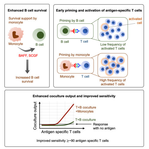 An Efficient immunoassay for the humoral immunity function of T cells.
