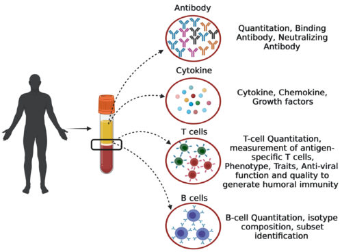 Research Strategy for exploring the biology of Tfh cells in infection vs vaccination.