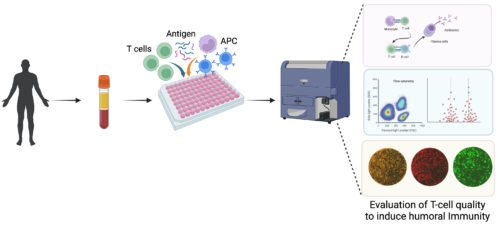 The immunoassay for the selection of promising vaccine candidates by testing their ability to induce potent T cells and humoral immunity.