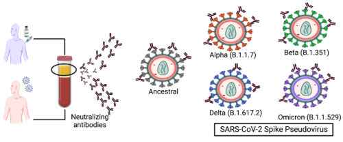 The SARS-CoV-2 Pseudovirus setup.